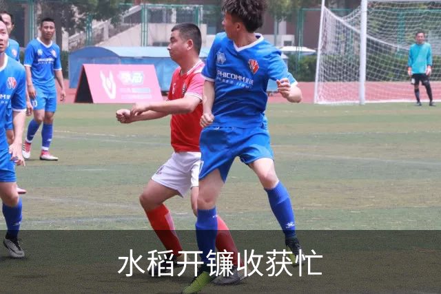 水稻开镰收获忙